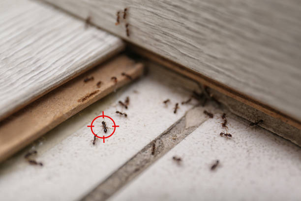 Reliable Wheaton, IL Pest Control Solutions