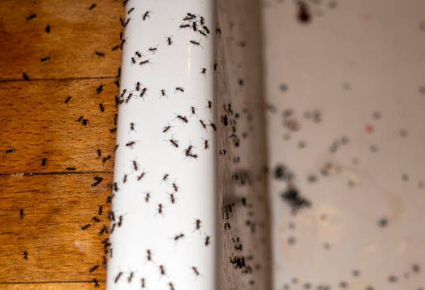 Best Best Pest Control Companies  in Wheaton, IL