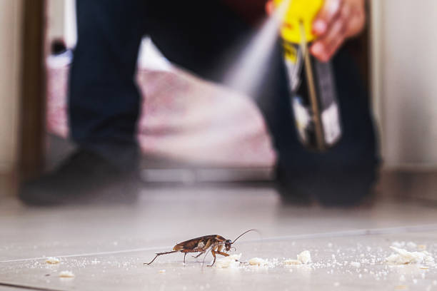 Best Flea Control Services  in Wheaton, IL